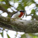 Saíra-apunhalada com lagarta no bico, em comportamento de predação observado em Vargem Alta