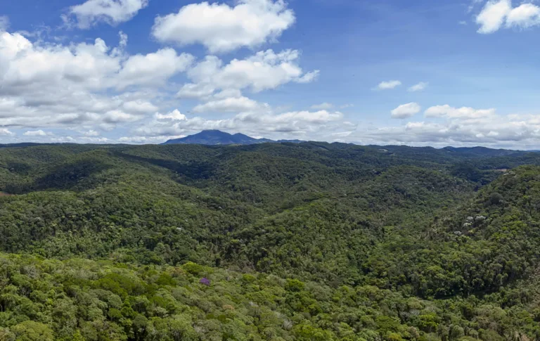 Vista aérea de floresta nativa preservada onde vive a saíra-apunhalada, no Espírito Santo