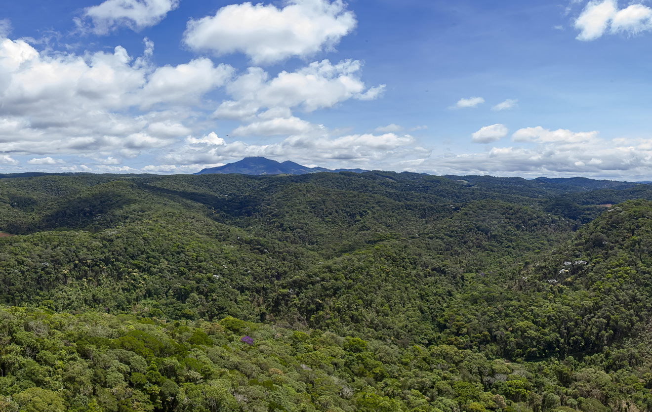 Vista aérea de floresta nativa preservada onde vive a saíra-apunhalada, no Espírito Santo