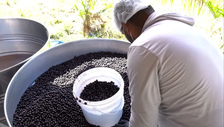 Produtores de Linhares investem no cultivo de açaí para atender alta demanda e impulsionar economia local