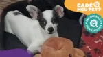 Rex, cão desaparecido foi encontrado! (Foto: arquivo pessoal)