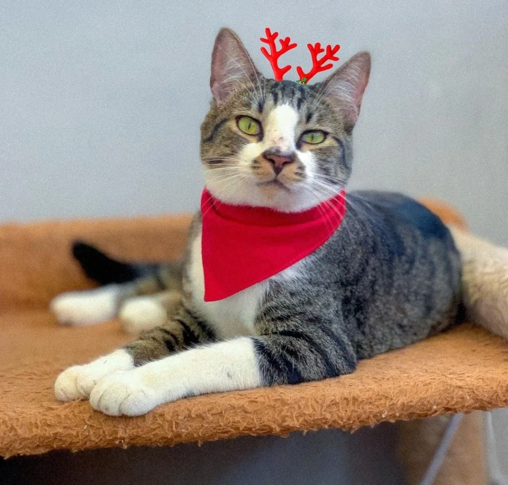 gato natal