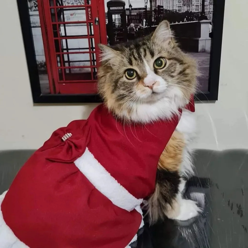 gato natal