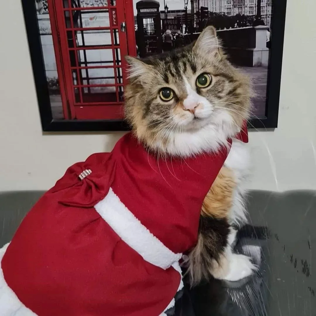 gato natal
