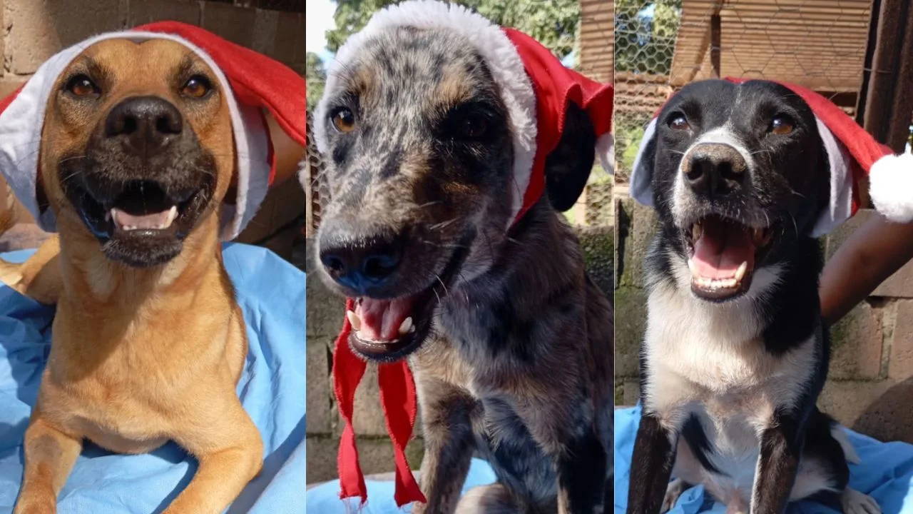 Campanha de Natal Animais Carentes