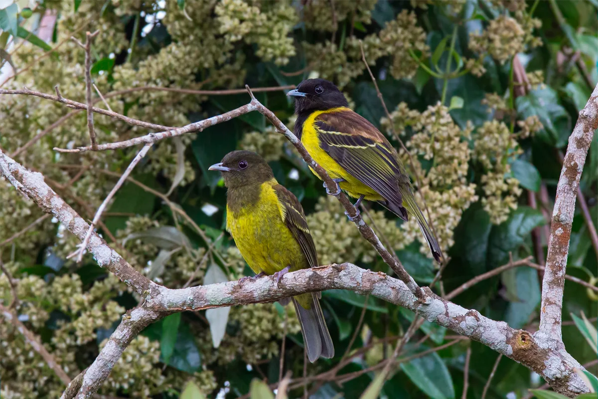 Reserva Águia Branca