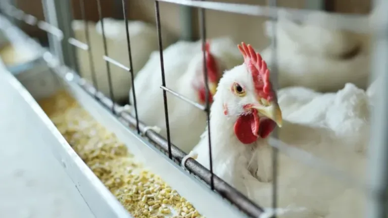 Espírito Santo intensifica vigilância após primeiro foco de gripe aviária em granja comercial no Brasil