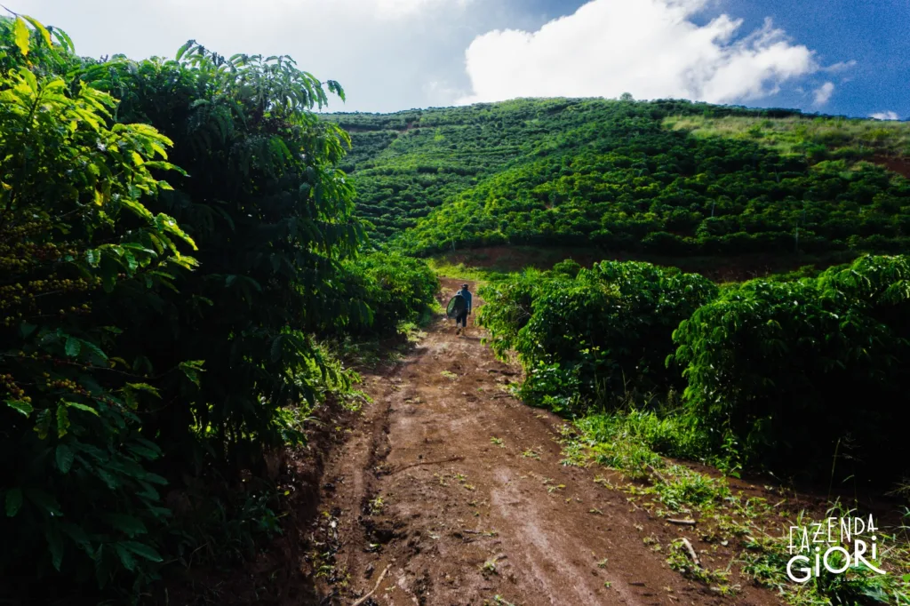 Parte da plantação de café da Fazenda