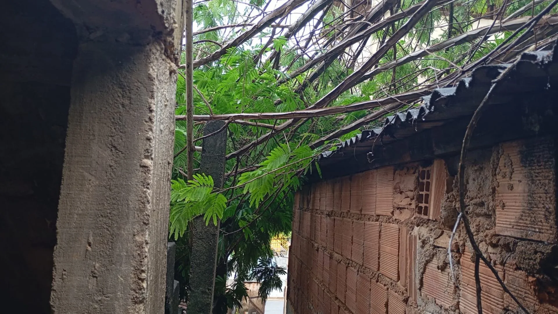 Arvore Cai em Casa em Afonso Claudio