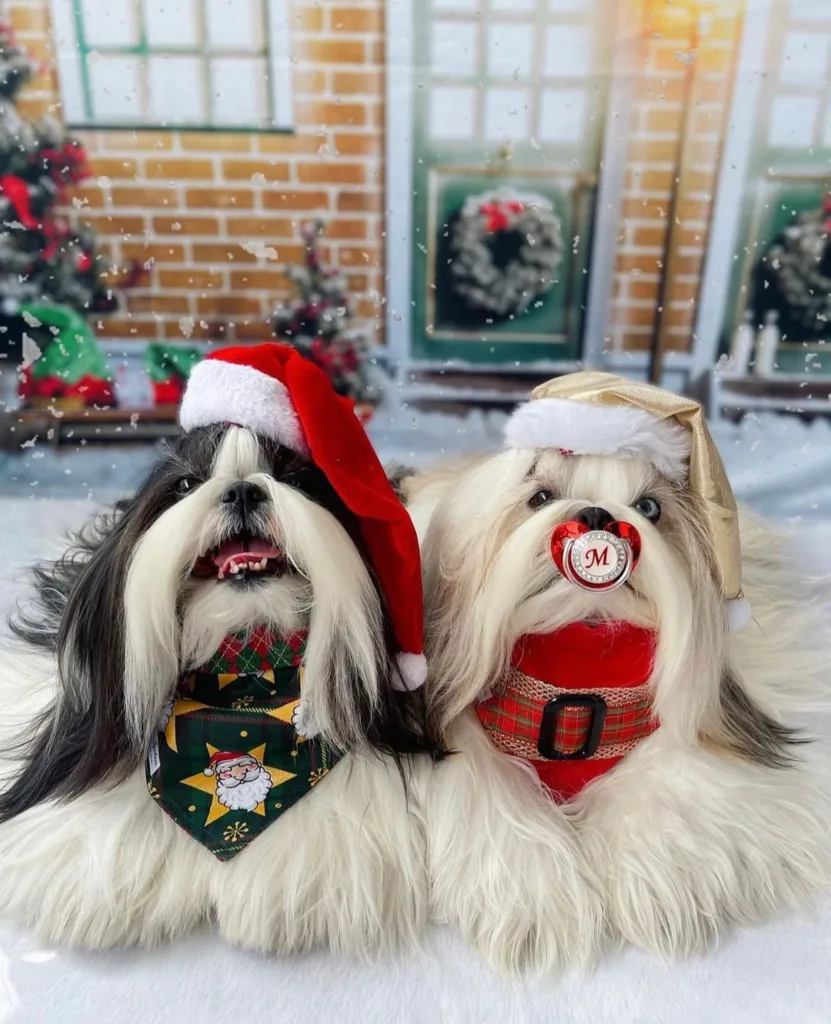 cachorro natal