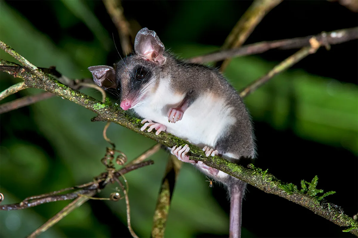 Reserva Águia Branca