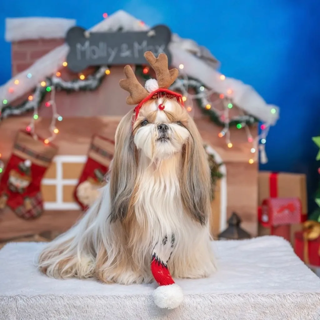 cachorro natal