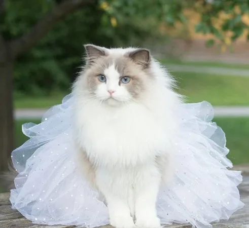 gato ano novo