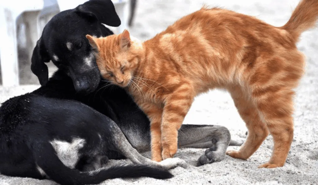 Cão e gato Cão e gato