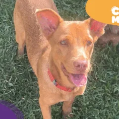 Luke, cão encontrado em Vila Velha