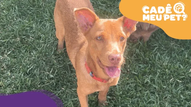 Luke, cão encontrado em Vila Velha