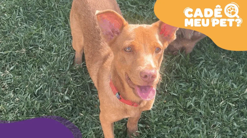 Luke, cão encontrado em Vila Velha