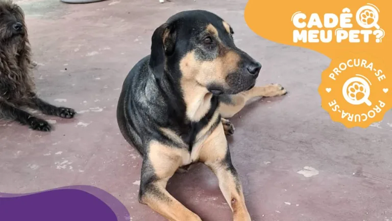 Thor, cão desaparecido em Castelândia. (Foto: arquivo pessoal)