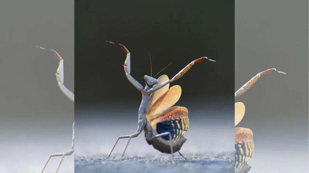 Nikon Comedy Wildlife Award