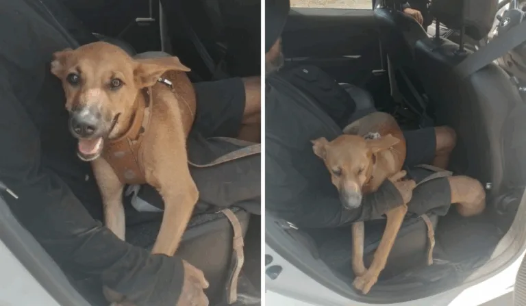 Cão atropelado Ponte da Passagem Cão atropelado Ponte da Passagem