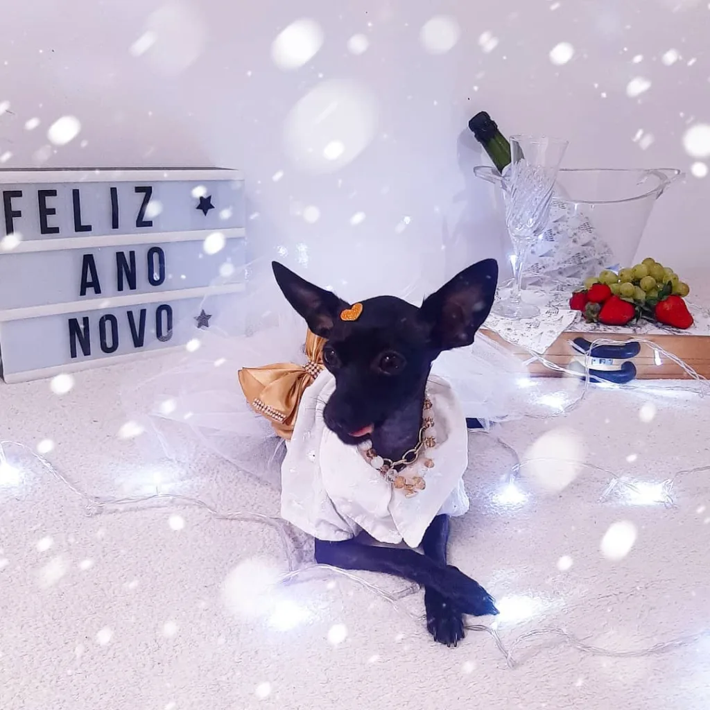 cachorro ano novo