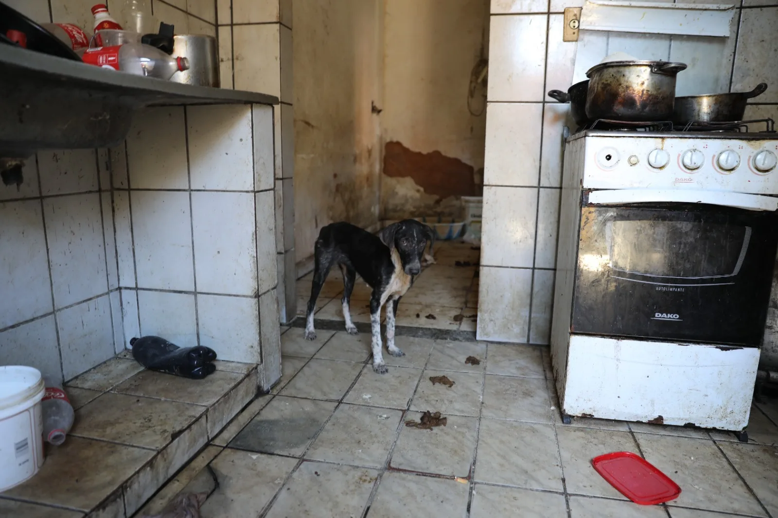 Cachorros vítimas de maus-tratos