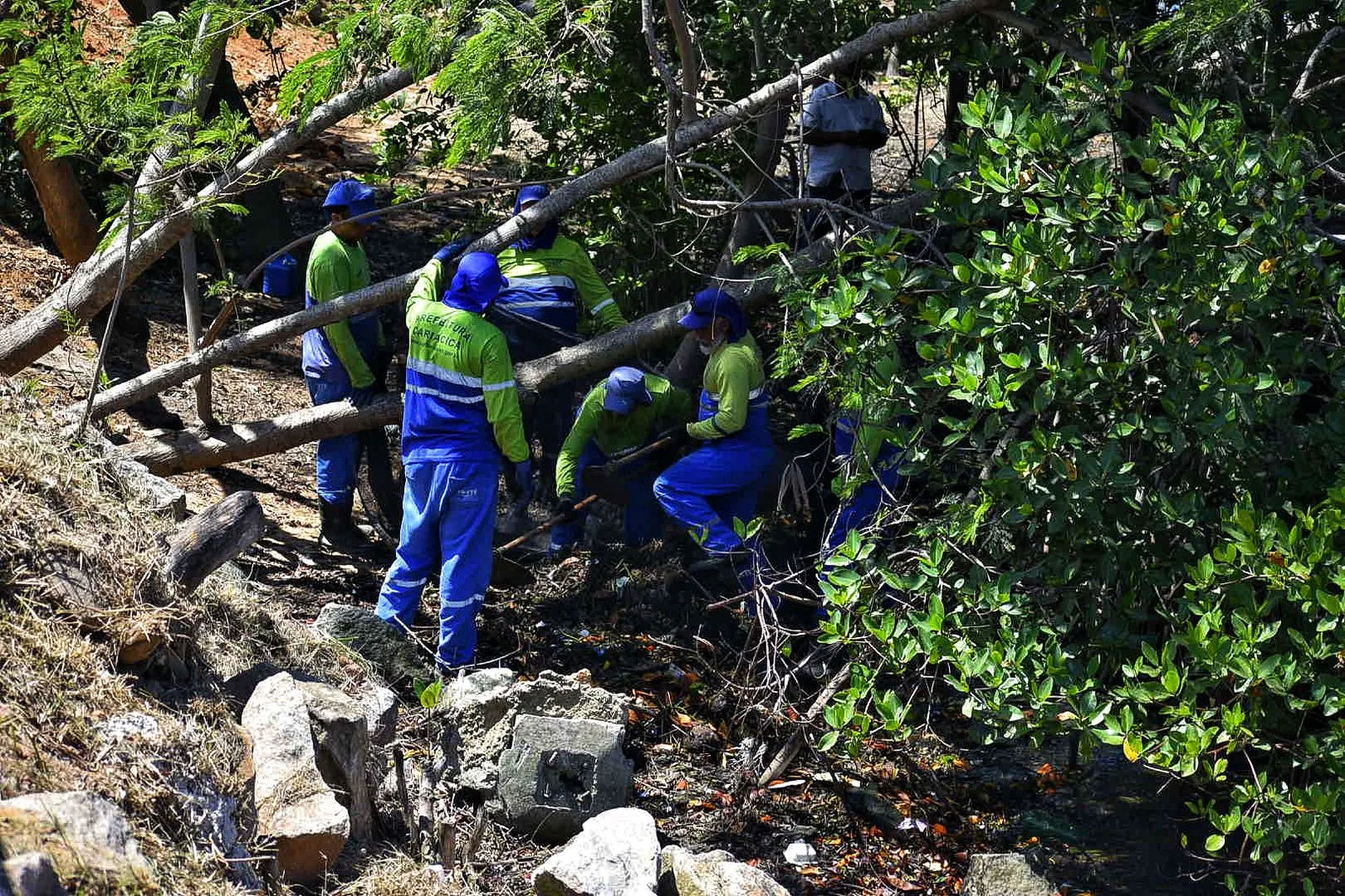 Limpeza da área de preservação da orla