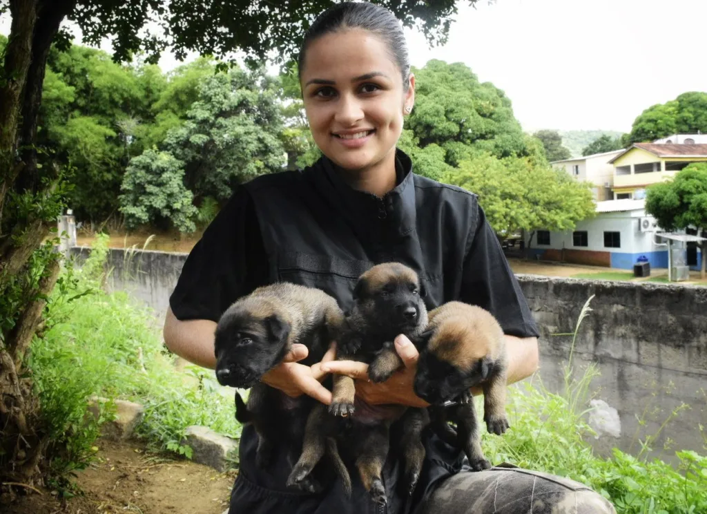 Filhotes de cães policial