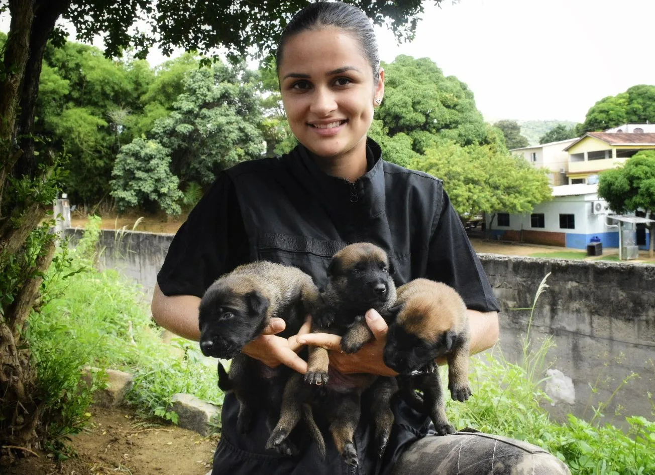 Filhotes de cães policial