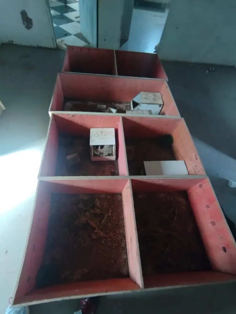 Cachorro pendurado morto faz fiscais em Itapemirim acharem 70 animais sofrendo maus-tratos