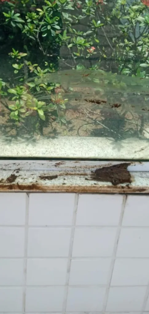 Mulher esfrega fezes de cachorro em portaria de predio - Vitoria