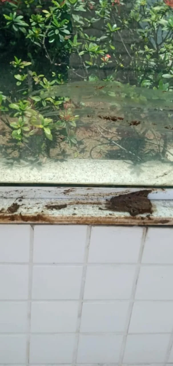 Mulher esfrega fezes de cachorro em portaria de predio - Vitoria