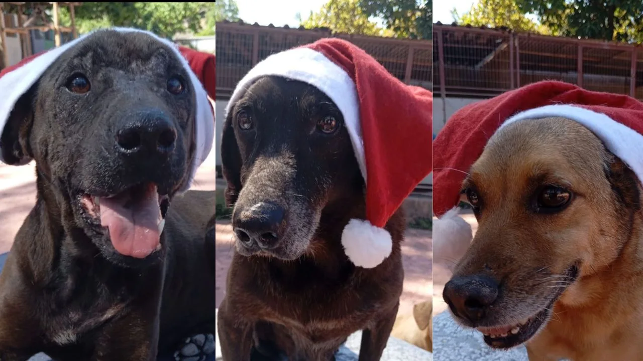 Campanha de Natal Animais Carentes