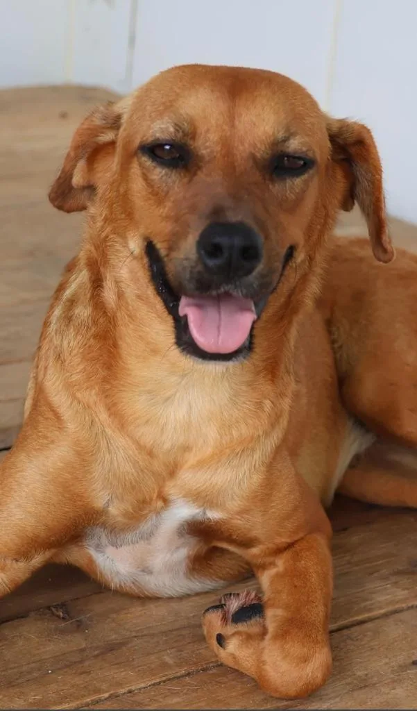 feira pet