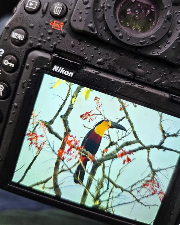 Observadores registrando a natureza com fotos e anotações Observadores de natureza realizam anotações ou tiram fotos de espécies em ambiente natural