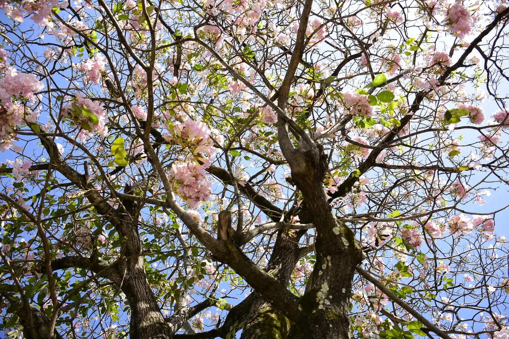 As Cores do inverno nas Paisagens da Grande Vitória: Um Espetáculo Natural