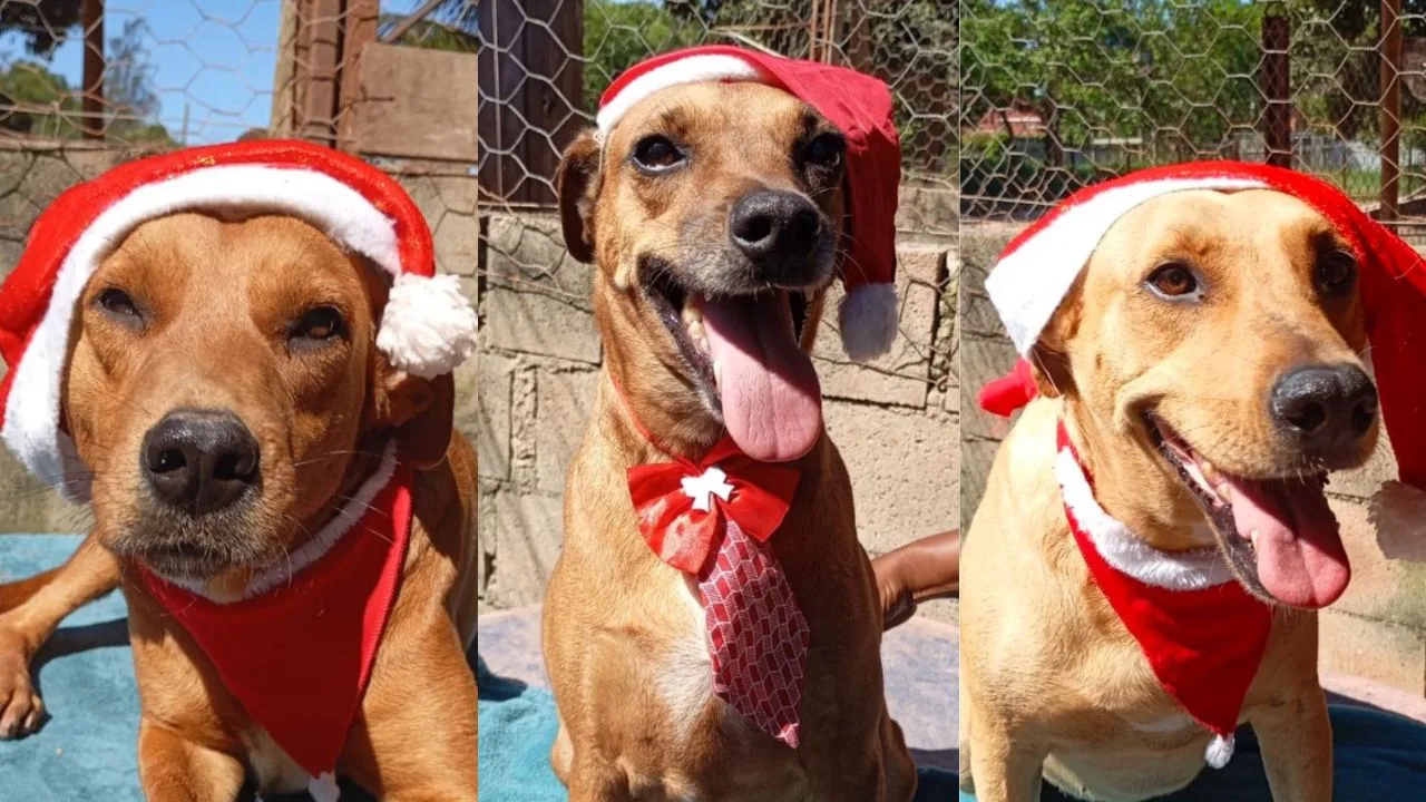 Campanha de Natal Animais Carentes