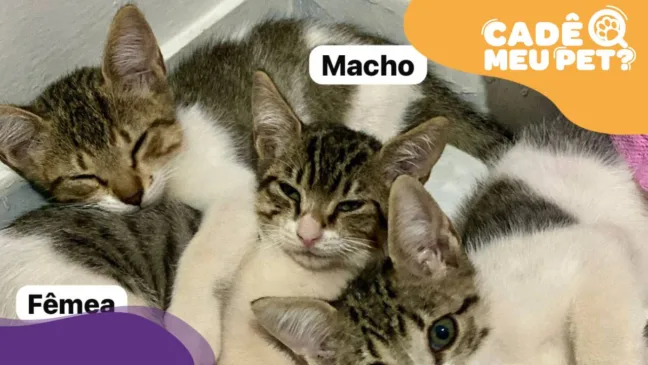 Gatos filhotes disponiveis para adoção. (Foto: arquivo pessoal)