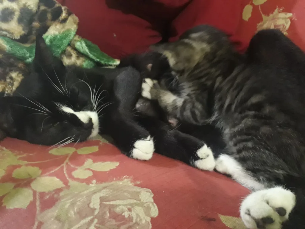 Resgate Filhote Gato
