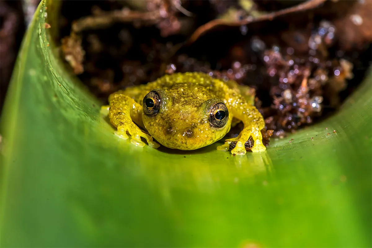 Reserva Águia Branca