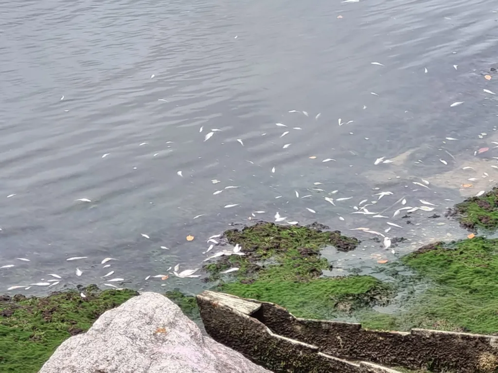 Peixes mortos próximos ao píer de Iemanjá