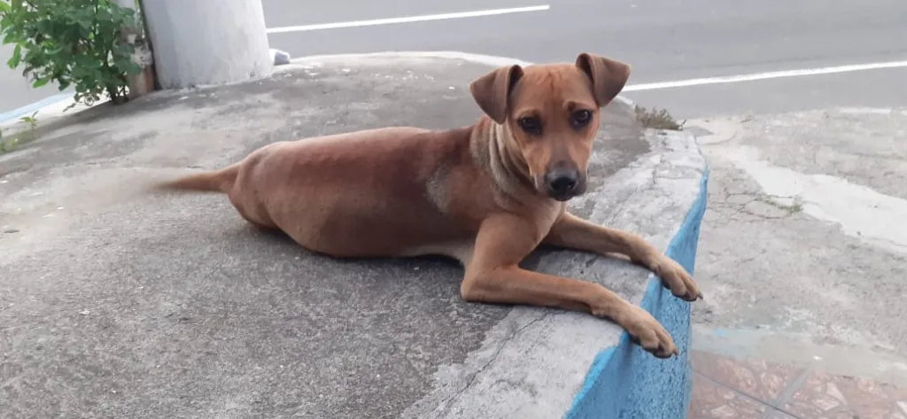 Cachorrinha prenha