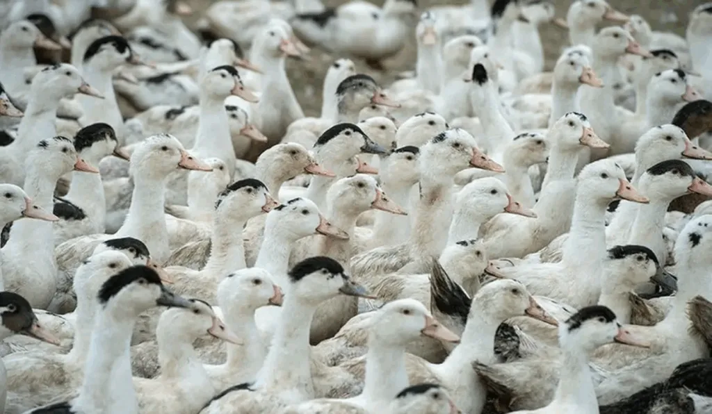Morte de patos e cisnes por gripe aviária foi confirmada pelo Rio Grande do Sul (Foto: Agência Senado/Divulgação) Morte de patos e cisnes por gripe aviária foi confirmada pelo Rio Grande do Sul (Foto: Agência Senado/Divulgação)