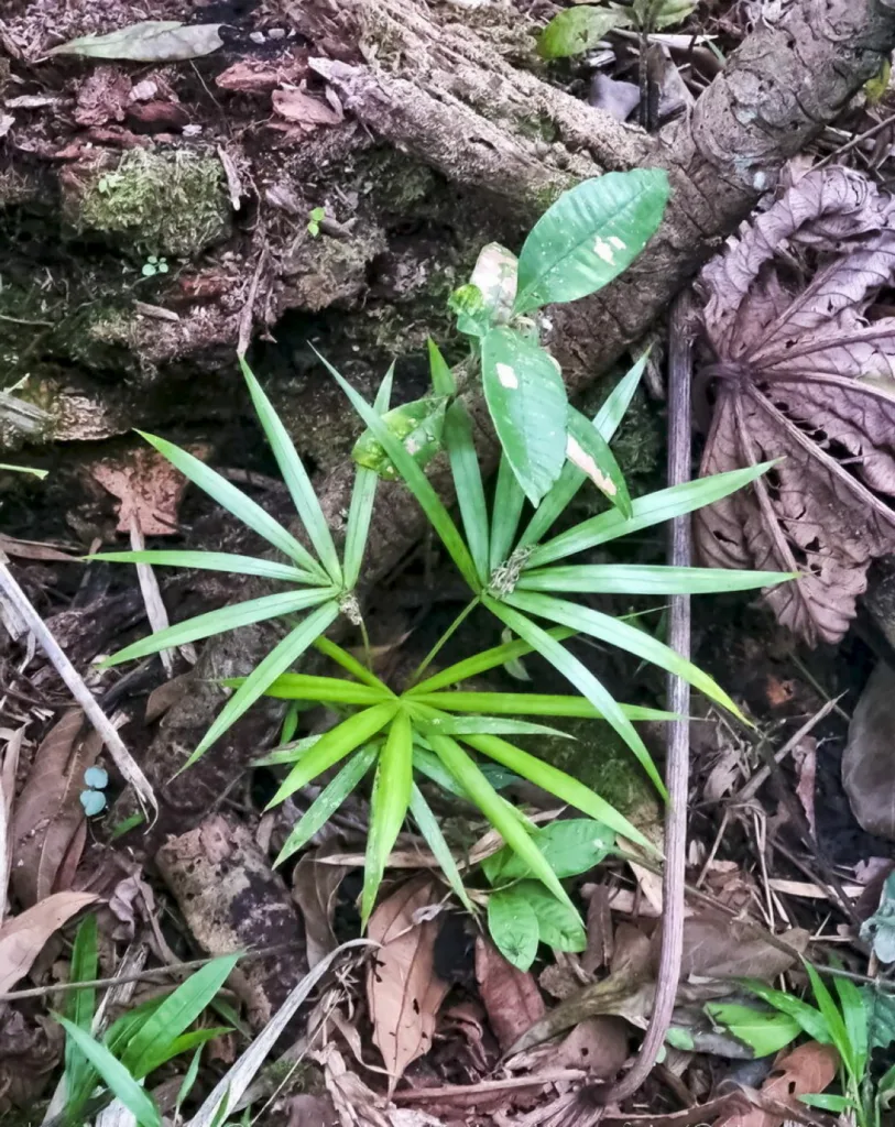 Comparação entre uma muda jovem de palmeira-juçara e uma árvore já desenvolvida na trilha da Reserva Águia Branca