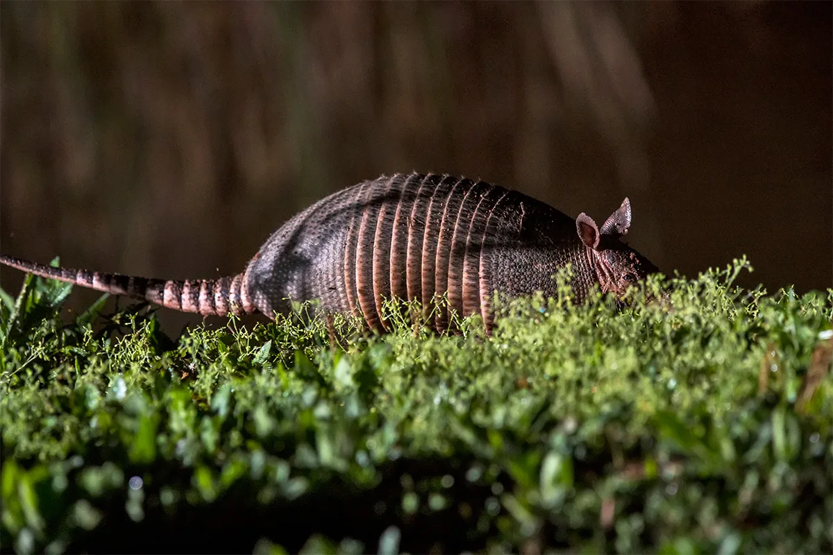 Reserva Águia Branca
