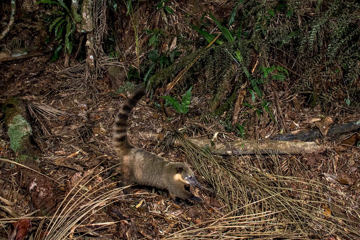 Reserva Águia Branca