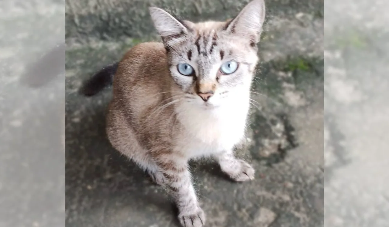 Adoção de animais shopping vitória