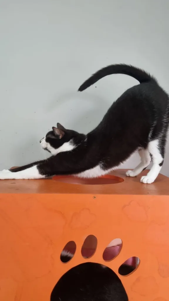 Bichinhos Patinhas Carentes