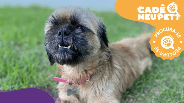 Nina, Shih Tzu desaparecida. (Foto: arquivo pessoal)