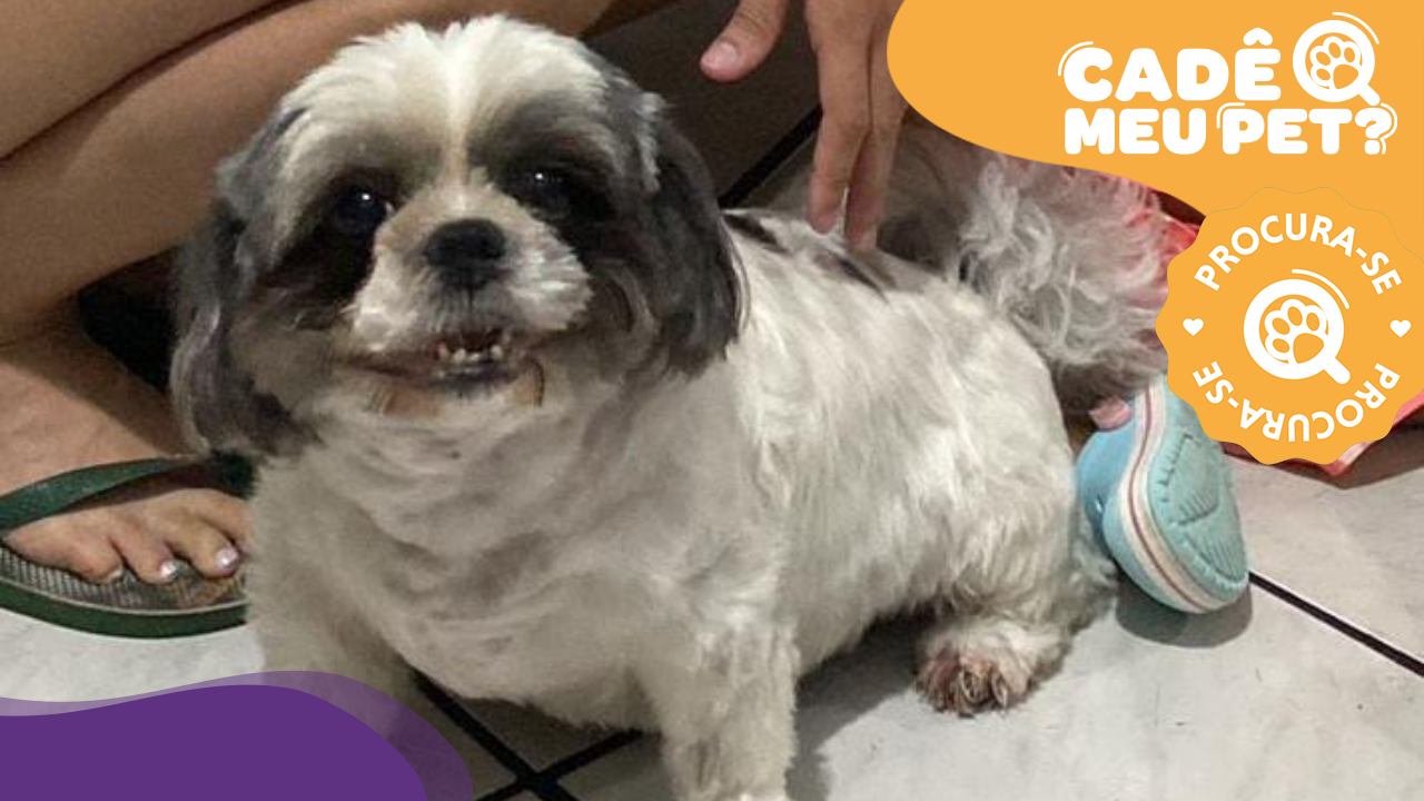Belinha, shih tzu desaparecida. (Foto: arquivo pessoal)